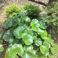 アジサイ,ツワブキ,紫陽花,あじさい,紫陽花　あじさい　アジサイの画像