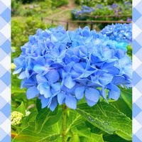 アジサイ,紫陽花,ガクアジサイ,ヤマアジサイ✴︎,紫陽花　あじさい　アジサイの画像