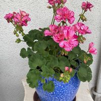 ゼラニウム,モロヘイヤ,ひまわり,ひまわりサンメイジング,シソ(大葉)の画像