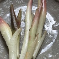 茗荷の画像