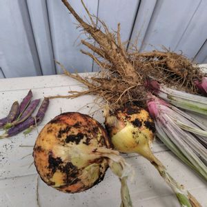 玉ねぎ,ゴボウ,えんどう豆,えんどう豆,プランター野菜の画像