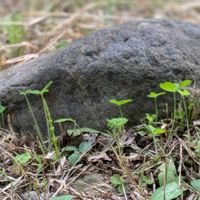 ヤマボウシ,イモカタバミ,ムラサキツメクサ,チョウセンアサガオ,朝鮮朝顔の蕾の画像