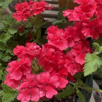 バーベナ,花のある暮らし,お花大好き♡,スーパーベナ,PWの画像