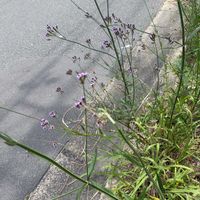 アレチハナガサの画像