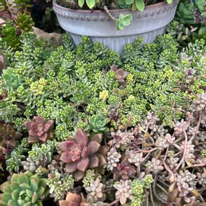 タイトゴメ,斑入りタイトゴメ,多肉植物いろいろ,ウチワサボテン,もりもり多肉丼の画像