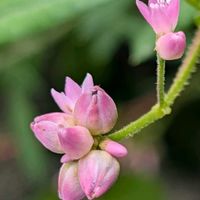 ママコノシリヌグイ,お花,ウォーキングにての画像