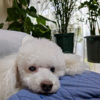 モンステラ,ミルクブッシュ,ザミオクルカスの画像