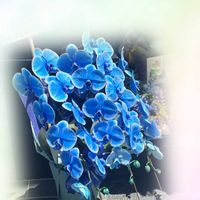 胡蝶蘭,鉢植え,お散歩中,素敵,きれいだね〜〜❣️の画像