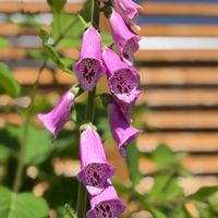 ジギタリス,花のある喜び,北海道の庭,花のある風景の画像
