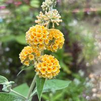 ブッドレア,ナチュラルガーデン,いい香り,まん丸,お庭の花たちの画像