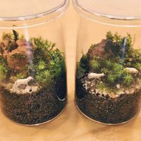 苔テラリウム,抜き苗,大規模修繕工事中の画像