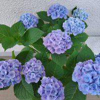 アジサイ,紫陽花　マジカルルビーレッド,紫陽花ピンクマーブルソーダ,ガーデニング,福岡の画像