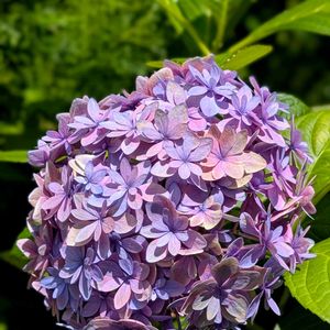 宿根草,開花,紫陽花 アジサイ あじさい,今日のお花,見切りっ子の画像