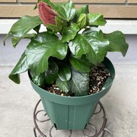 アフロディーテ,ハイビスカス NEWロングライフシリーズ,ハイビスカス NEWロングライフシリーズ,植え替えの画像
