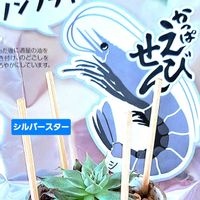 シルバースター,グラプトベリア シルバースター,東屋(あずまや),ダイソー,エケベリア属の画像