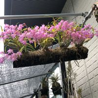 セッコク,デンドロビウム,植え替え前の姿,セッコク 鈴鹿姫,観葉植物の画像