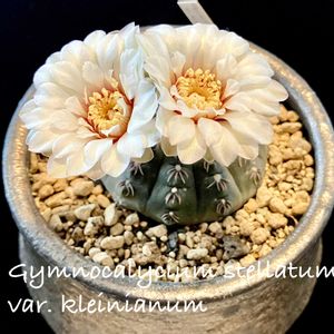 瑞昌玉,Gymnocalycium stellatum var. kleinianum,カクタス広瀬,mugico,窓辺の画像