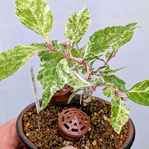 斑入りムラサキシキブ,盆栽,ミニ盆栽,盆栽苗木,まめ盆栽の画像