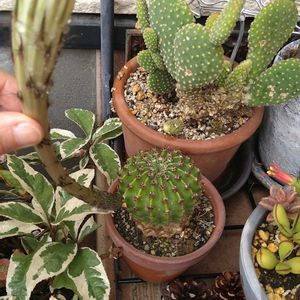 短毛丸,白イチジク♡,多肉植物,多肉の花,美味しいの画像