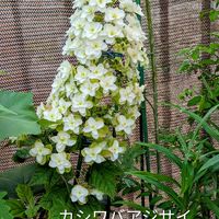 アジサイ,꒰ღ˘◡˘ற꒱かわゅ~,花のある暮らし,今日のお花,屋上ガーデニングの画像