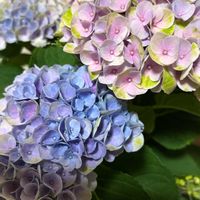 紫陽花 ダンスパーティー,アジサイ（マジカルレボリューション）,伊予獅子手毬,紫陽花 フェアリーマーブル,ラグランジア　シャンデリーニの画像