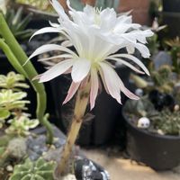 サボテン,タンゲマル,多肉植物,サボテンの寄せ植え,エキノプシス属の画像