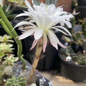 サボテン,タンゲマル,多肉植物,サボテンの寄せ植え,エキノプシス属の画像