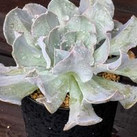 ライスフラワー,多肉植物,ドライフラワーの画像