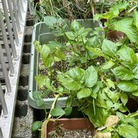 ジャガイモ,大葉,リボベジ,植物大好き,お花大好きの画像