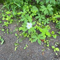 ニリンソウの画像