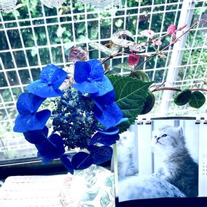 花のある暮らし,緑のある暮らし,GSに感謝。,今日のお花,リビング窓辺の画像