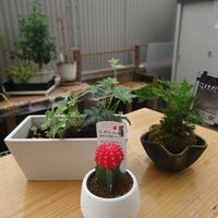ひぼたん,苔玉,寄植え,リビングの画像