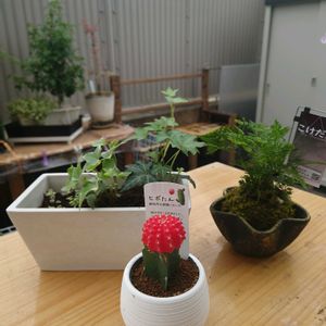 ひぼたん,苔玉,寄植え,リビングの画像