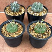 ハオルチア,多肉植物,ユーフォルビア,agave,アロエ属の画像