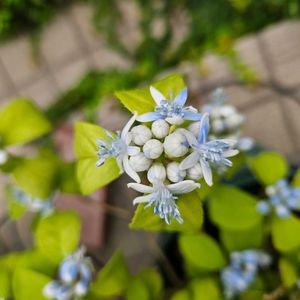 トキワアジサイ,鉢植え,明るい日陰,プランター,ガーデニング初心者の画像