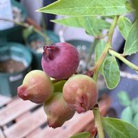 ブルーベリー,鉢植え,果樹栽培の画像