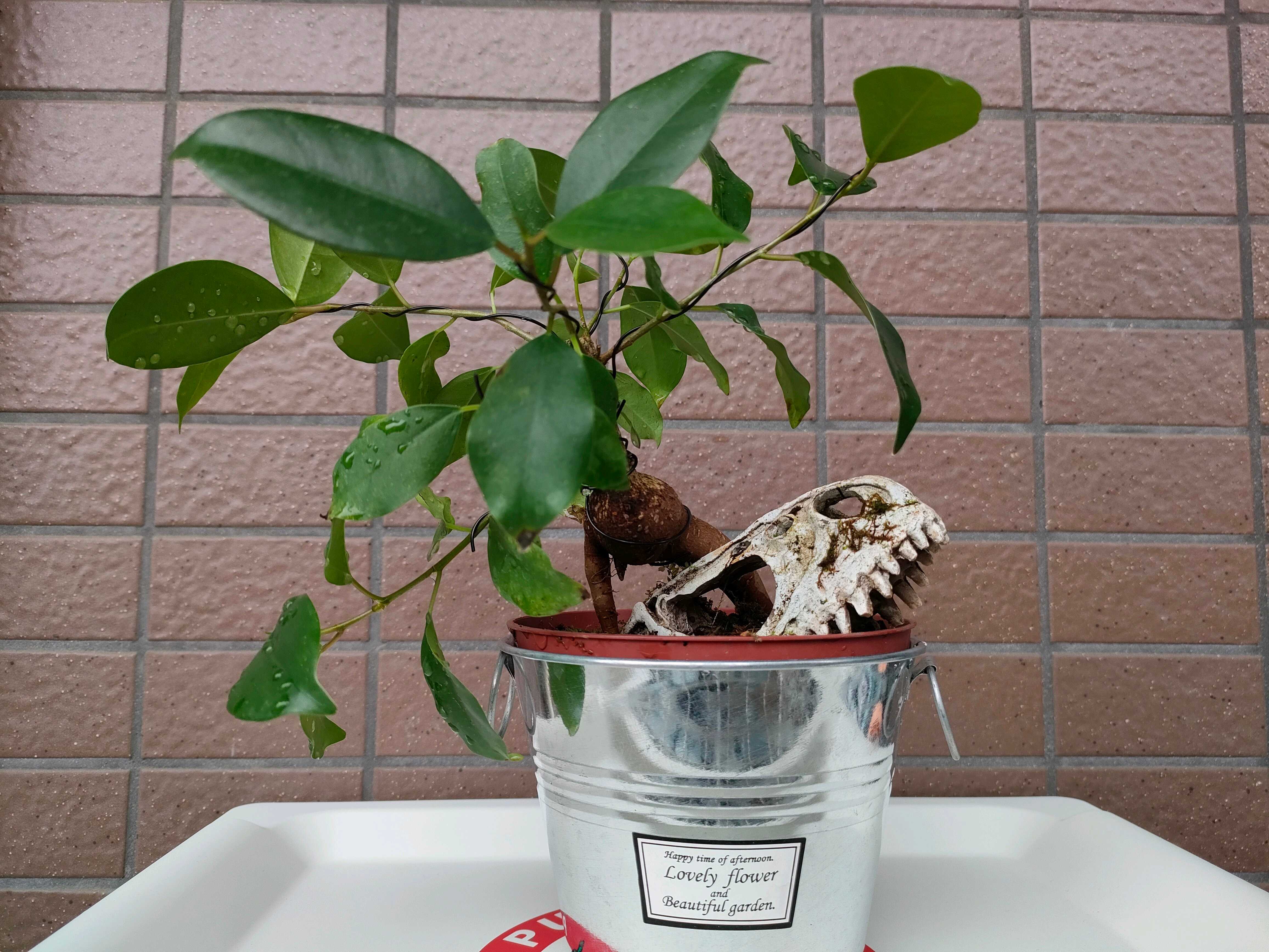 うるここ　フィロデンドロン・ミカンス ピンクミント 斑入り 観葉植物の投稿画像 by うるここさん｜フィロデンドロンとサトイモ 科