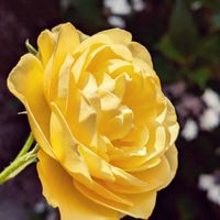 ピーマン,小玉スイカ,ばら バラ 薔薇,揷し木、挿し芽の画像