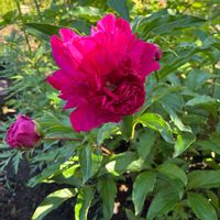 芍薬,北海道,オーガニック,家庭菜園,庭の画像