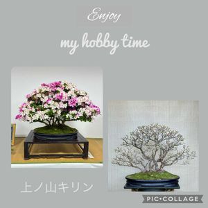 盆栽,盆栽棚,サツキ盆栽,剪定の画像