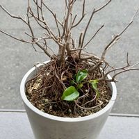 ガジュマル,ガジュマル,珍奇植物,エンジョイボタニカルライフ,ビザールプランツの画像