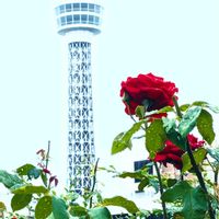 アガパンサス,エキナセア,アジアンタム,スカエボラ,トレニアの画像