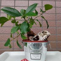 ガジュマル,観葉植物,ベランダー,フィカス属,ベランダの画像