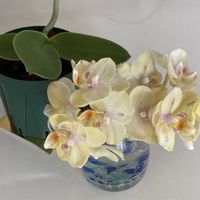 胡蝶蘭,ミニ胡蝶蘭,ミニ胡蝶蘭カララ,早苗（田植え）,Leaf totalの画像