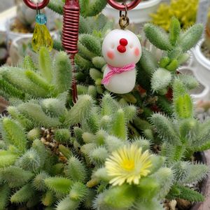 氷山,雷童錦,紫陽花 アジサイ あじさい,今日のお花,GSの繋がりに感謝♡の画像