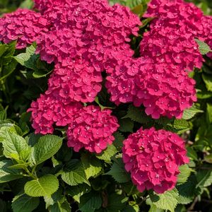 アジサイ,多肉寄せ植え,ビタミンカラー,今日のお花,バラと夢CLUBの画像