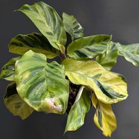 カラテア,カラテア　タイビューティー,タイビューティー,観葉植物,熱帯植物の画像