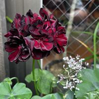寄せ植え,ガーデニング,カラーリーフ,ベランダの画像