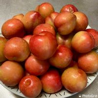 スモモ,スモモ　大石早生,家庭果樹,家庭菜園奮闘日記,チーム岐阜の画像