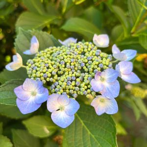 額紫陽花(ガクアジサイ),額紫陽花(ガクアジサイ),額紫陽花(ガクアジサイ),額紫陽花(ガクアジサイ),額紫陽花(ガクアジサイ)の画像